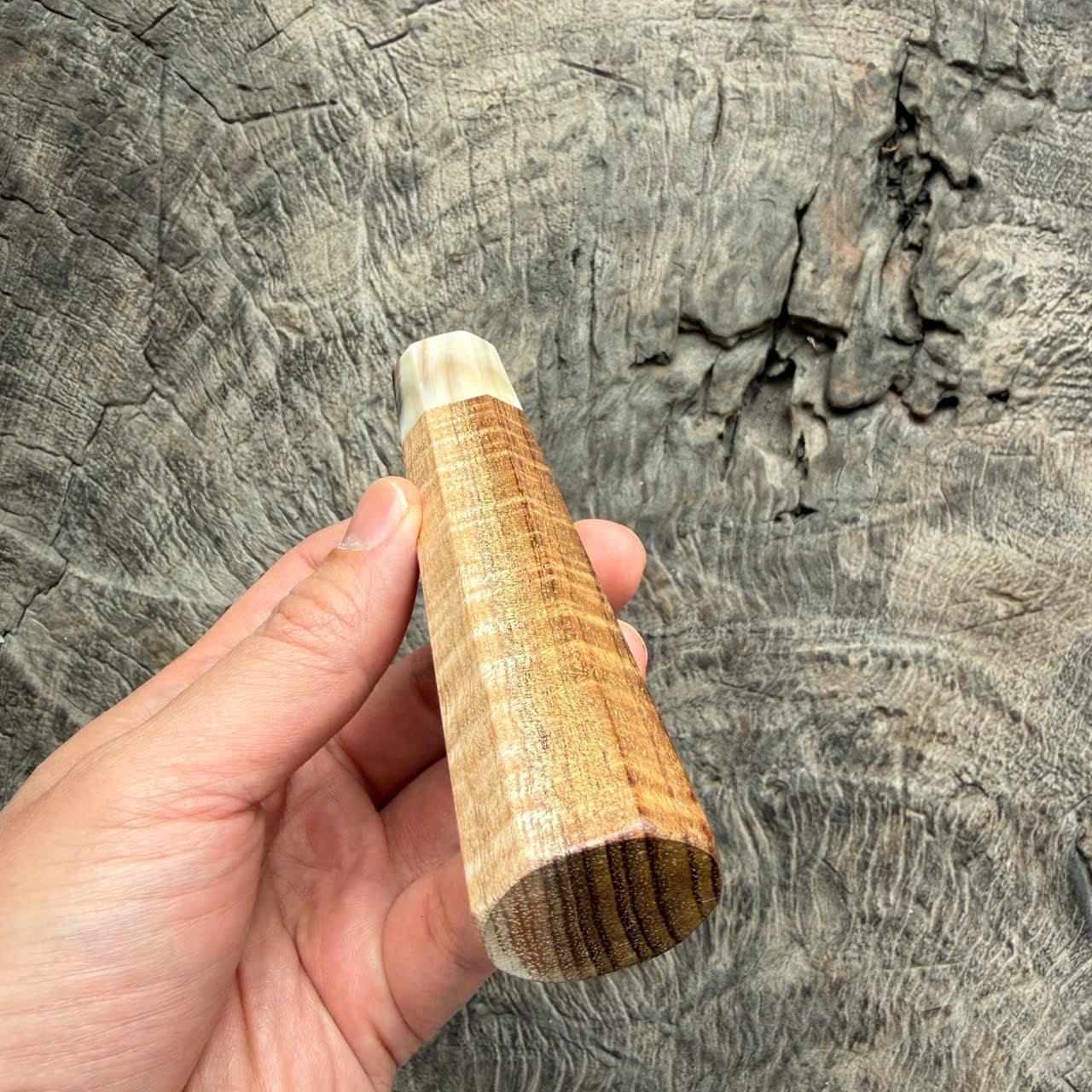 I - Cool Two tone Curly Hawaiian Koa, Cream horn ferrule, 140mm