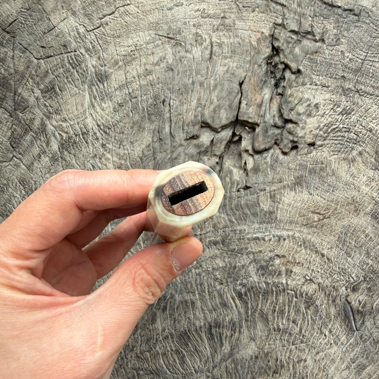 I - Cool Two tone Curly Hawaiian Koa, Cream horn ferrule, 140mm