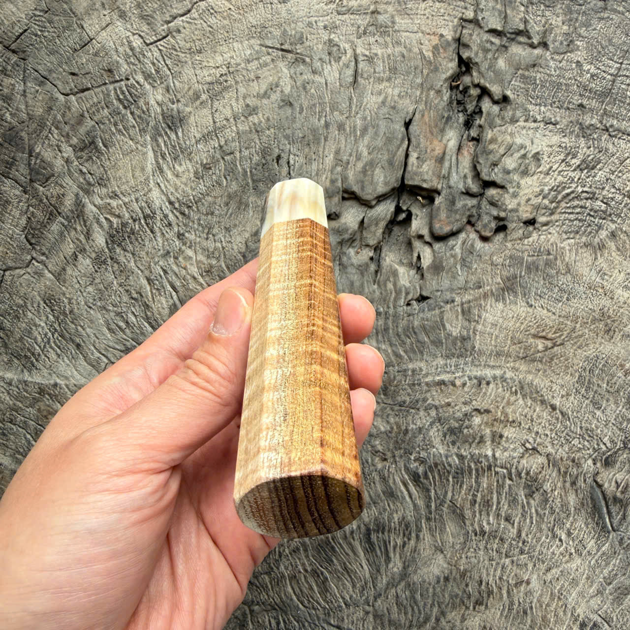 I - Cool Two tone Curly Hawaiian Koa, Cream horn ferrule, 140mm