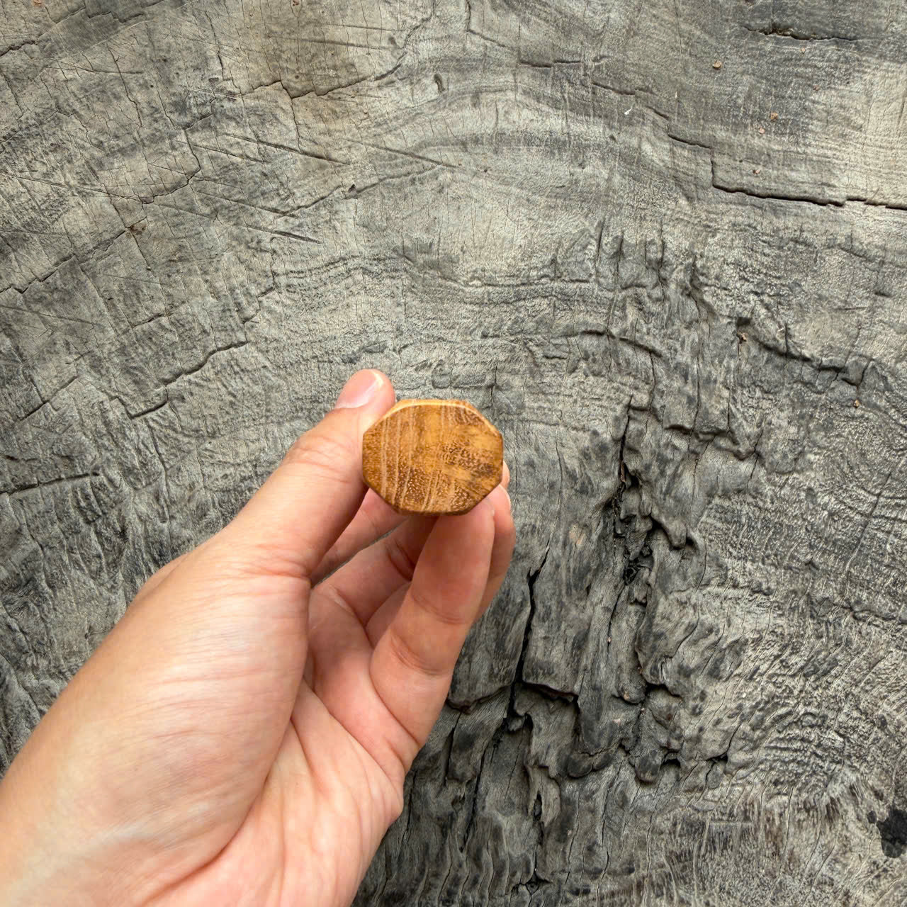 I- 2 Teak Burl Wa Handle, Marble Horn  Ferrule, 135mm handle